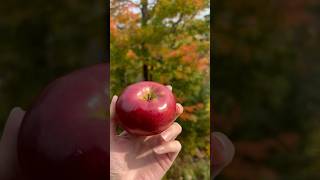 Fall apple picking🍎 bayfieldapplefest appleorchard bayfieldwi seacaves truckcamping [upl. by Conroy873]