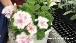 How to Deadhead Geraniums [upl. by Colyer]