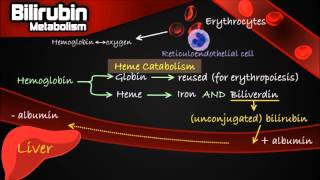 Bilirubin Metabolism  Pathway Made Simple Erythrocytes Conjugation Urobilinogen etc [upl. by Alisander758]