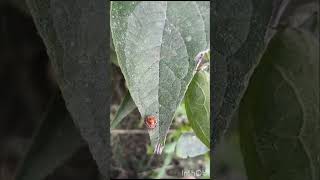 Amazing creation of nature Animal world Coccinellidae  lady bird walking on leaves Part 1 [upl. by Kresic]