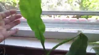 epiphyllum cactus leaf rooting  video 5  May 23 2016 [upl. by Spiers]