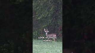 GIANT PA NONTYPICAL BUCK buck whitetailbucks pennsylvania deerseason subscribe antlers [upl. by Hnahk]