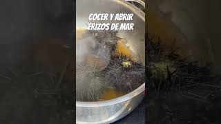 Cocer y Abrir ERIZOS DE MAR ¡Deliciosos Oricios [upl. by Dj31]