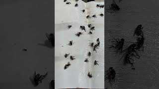 捕捉蒼蠅最有效的方法… catching flies ￼￼捕蠅貼 捕 蒼蠅 trap flies [upl. by Cadel865]