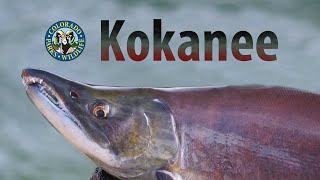 Colorados Kokanee Salmon Spawn [upl. by Halyak]