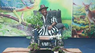 Dr Atuguba  the use of Vervain plant 15 June 2024 [upl. by Waylin]