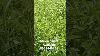 Stevia plants stevia steviafarming steviacultivation steviasweetener [upl. by Alyks]