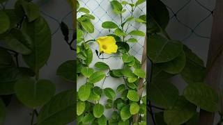 My beautiful Allamanda plantvine yellowallamandaflowersgardeningtrendingshortsshortsfeed [upl. by Bobbye]