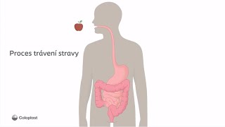 Proces trávení stravy 🍎 [upl. by Notserc]