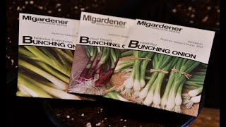 Starting bunching onions indoors [upl. by Annnora]