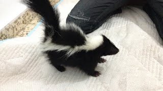 Baby skunk Stripey playing [upl. by Motch207]