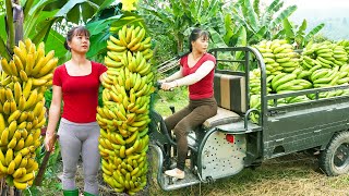 Use 3wheeled Vehicle Harvesting A Lots Of Banana Goes To Countryside Market Sell  Farm Life [upl. by Neroled]