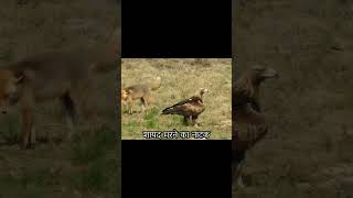 The fox was so bold that he didnt flee quickly when he saw the arrival of the golden eagle [upl. by Verge]