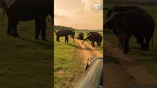 මින්නේරියේ අලි ගැටුම් WILD ELEPHANT ATTACK IN MINNERIYA nature travel elephant wildlife [upl. by Akenehs194]