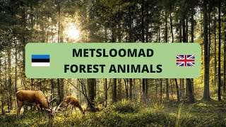 Metsloomad eesti ja inglise keeles  Forest animals in Estonian and English [upl. by Erny]