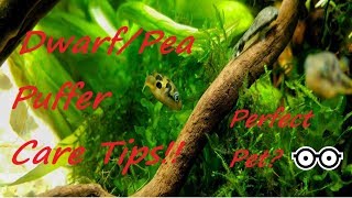 DwarfMalabarIndian PeaBBPygmy Puffer care Tips and Tricks for success keeping Dwarf Puffers [upl. by Murvyn]