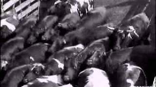 The Union Stockyards — A Chicago Stories Documentary [upl. by Eicaj732]