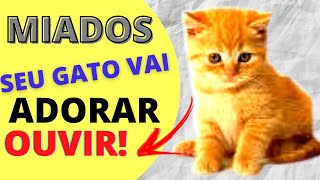 👉MIADO DE GATO Filhote Assista com Seu Gato e Veja Sua Reação [upl. by Sabba938]