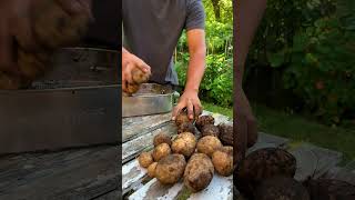 Container Potatoes – What we got [upl. by Avlem]