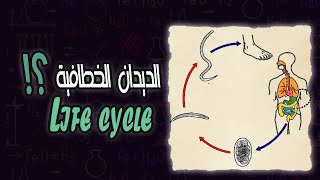 دورة حياة الديدان الخطافية  Hook worms life cycle [upl. by Gregorius]