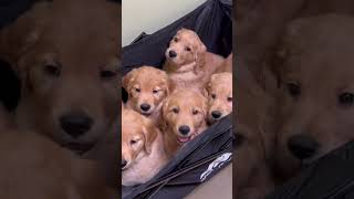 7 Golden Retriever Puppies’ First Vet Visit [upl. by Airt]