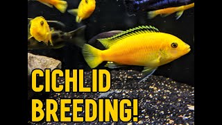 Breeding African Cichlids [upl. by Jacob]