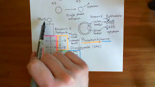 Single Photon Emission Computed Tomography SPECT Part 3 [upl. by Jerold]