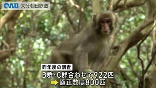 【大分】高崎山のサルを適正に管理 個体数を調査 [upl. by Conah]