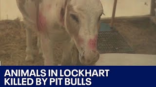 Several Lockhart animals injured or killed by pit bulls next door  FOX 7 Austin [upl. by Hoes]