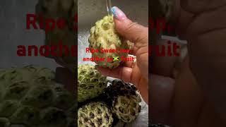 Ripe sweet sop another 🇯🇲Jamaican 🇯🇲 fruit [upl. by Armilda]