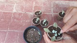 كيفية إكثار نبات الاشفيريا بواسطة الاوراق how to grow echeveria from leaves [upl. by Harp483]