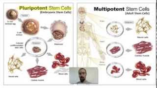 Biology 076 Cell Differentiation and Stem Cells [upl. by Nonnag]