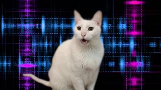 Cats Sing Mission Impossible Theme [upl. by Fredel790]