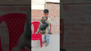 Mummy mujhe chahiye kurkure 🎁 shorts viralvideo trending monkey viralvideo youtubeshorts [upl. by Eenaej750]