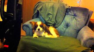 Cavalier King Charles Spaniel CryingSinging [upl. by Ellersick]