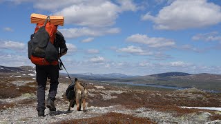 Grövelsjön tre dagars ensamvandring med hund i Långfjället och Töfsingdalen [upl. by Dloreg]