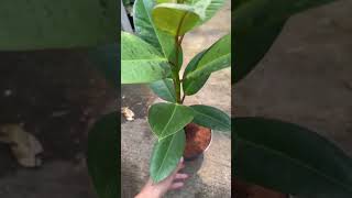 Ficus shiverana plants garden greennaturehousplantsVarigata ficus [upl. by Ecinrev]