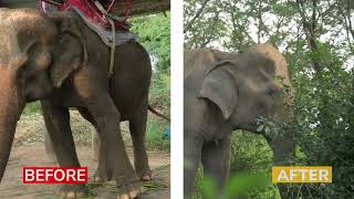 Your Made This Freedom amp Transformation Possible For Kham Phaeng  Unchained Elephants [upl. by Ecnaralc]