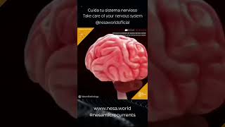 SHORT NESA Sistema nervioso Central  Central Nervous System Anatomy Part 1 Feat NESA WORLD® [upl. by Whitson]