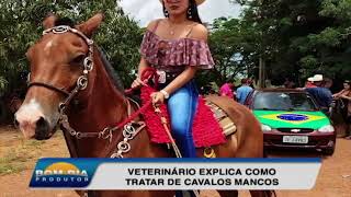 Veja como tratar articulações inchadas de cavalos [upl. by Aylat]