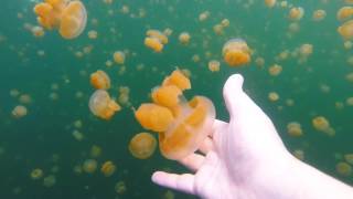 Jellyfish Lake [upl. by Lise]