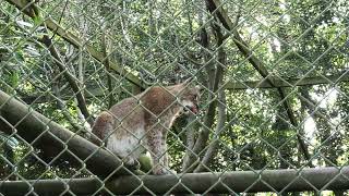 Eurasian Lynx Axe Valley Wildlife Park 12th May 2024 [upl. by Duer]