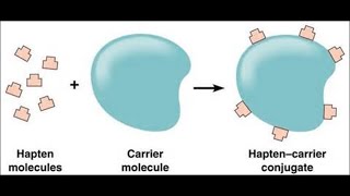 Haptens and Adjuvants [upl. by Borroff]