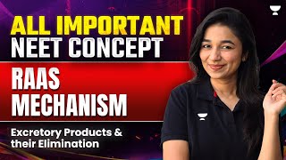 RAAS Mechanism  Class 11  Excretory Products and Their Elimination  NEET 2025 neet neet2025 [upl. by Dnalyaw]