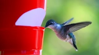 How to make a cheap hummingbird feeder [upl. by Airamalegna]