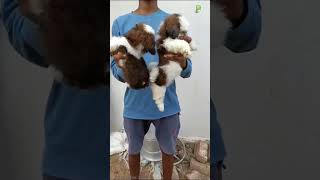 Shih tzu puppy  Trivandrum 📲 91 85938 52209 plantorium [upl. by Etnomaj65]