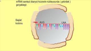 Transkripsiyon animasyonu  mRNA sentezi [upl. by Esiralc242]