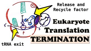 Eukaryotic Translation TERMINATION  Translation Termination Complex and Ribosome release factors [upl. by Emmer]