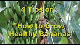 4 Tips on quotHow to Grow Healthy Organic Bananasquot with Brendon McKeon [upl. by Bozovich]