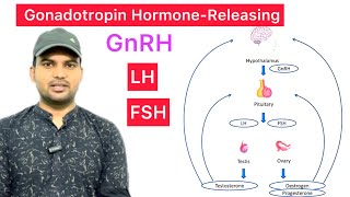 GnRH  GonadotropinReleasing Hormone  Secret FSH amp LH  Function of FSH amp Function of LH  LH FSH [upl. by Aicac655]